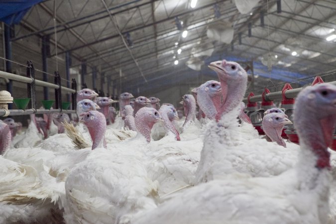 Australian turkey farming