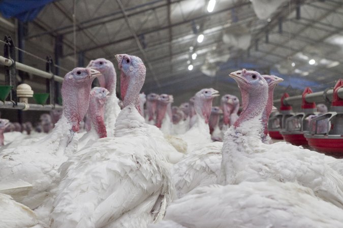 Australian turkey farming