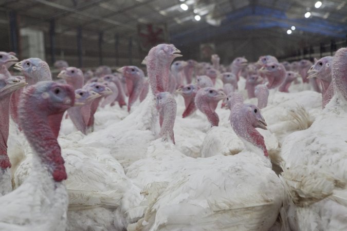 Australian turkey farming