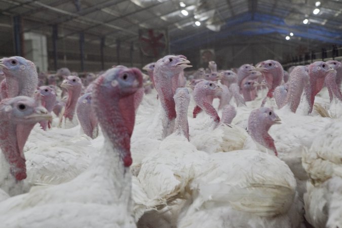 Australian turkey farming