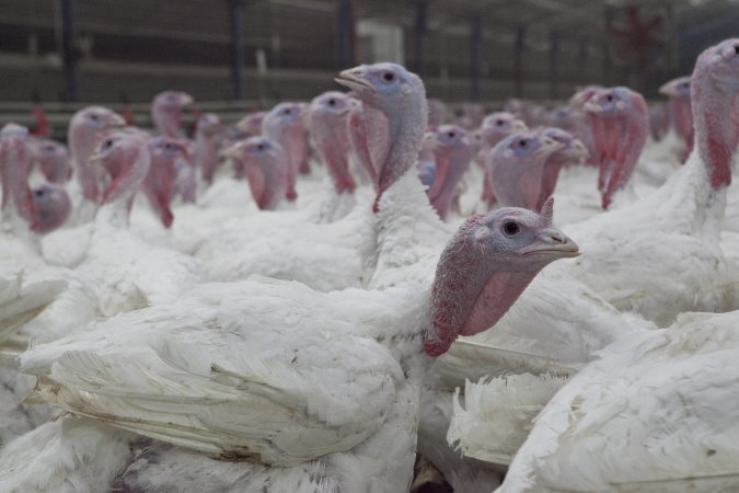 Australian turkey farming