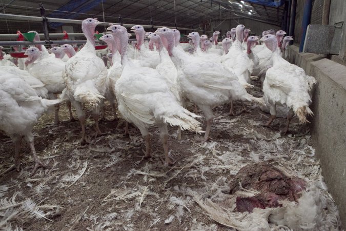 Australian turkey farming