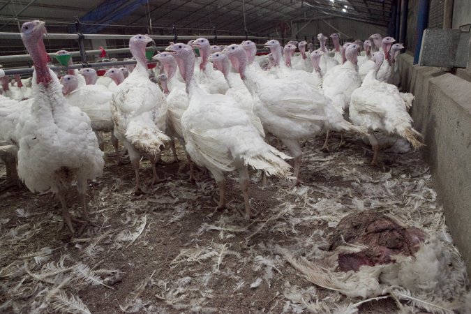 Australian turkey farming