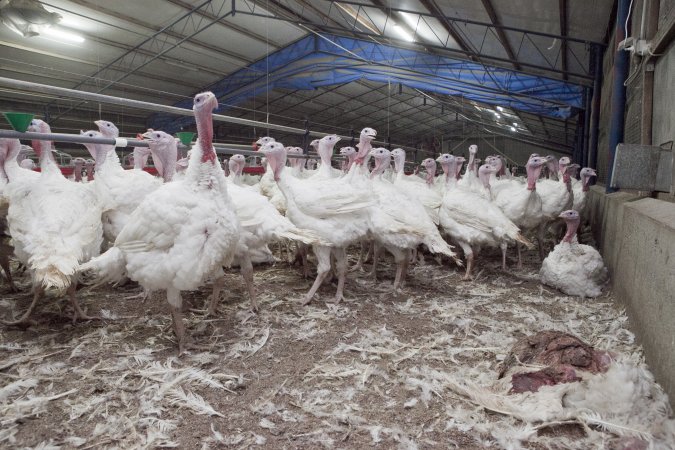 Australian turkey farming