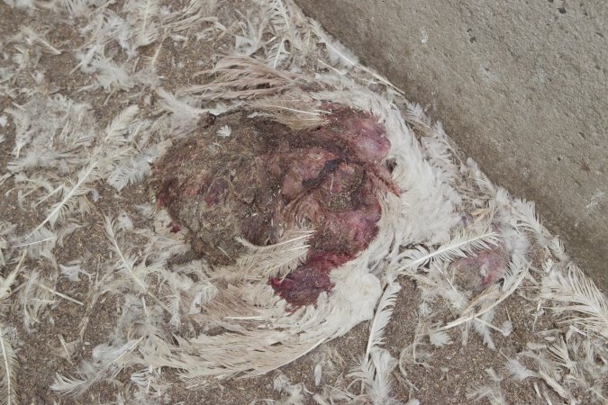 Australian turkey farming