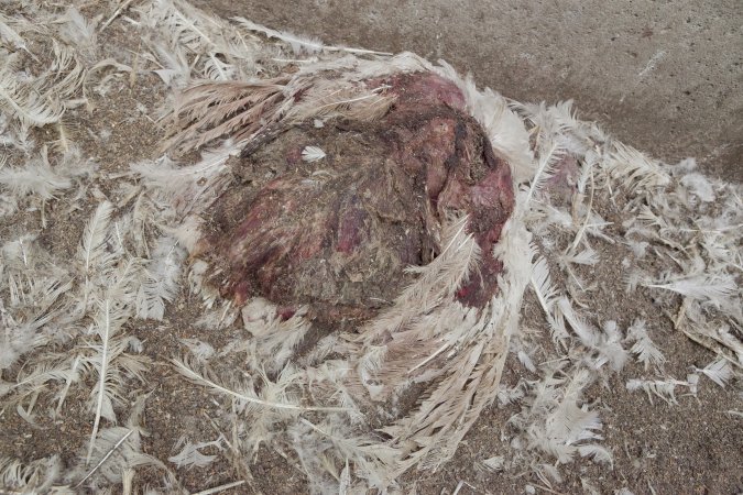 Australian turkey farming