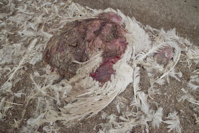 Australian turkey farming