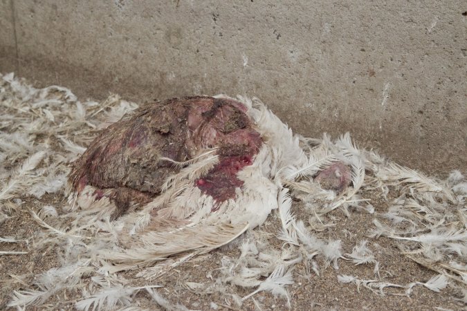 Australian turkey farming