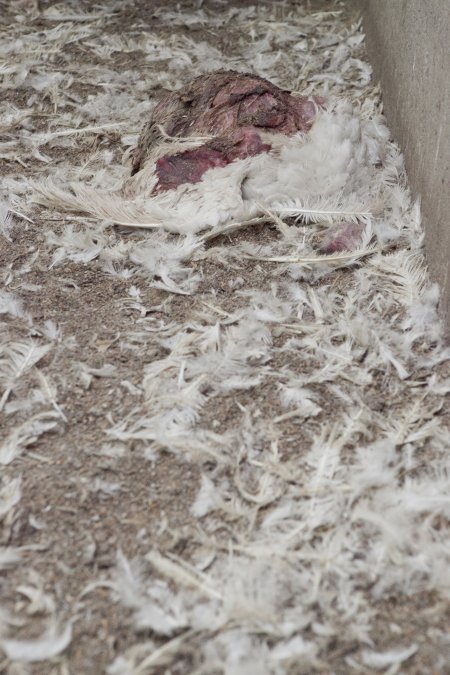 Australian turkey farming