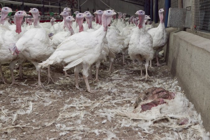 Australian turkey farming
