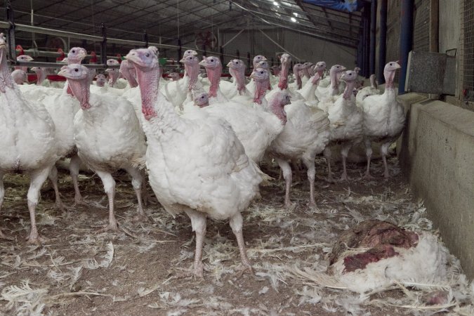 Australian turkey farming