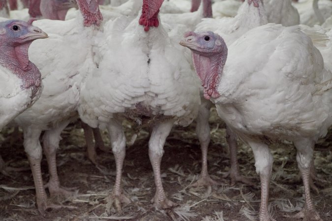 Australian turkey farming
