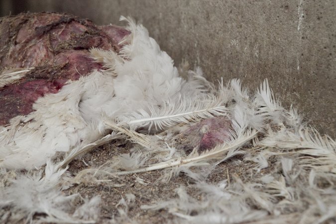 Australian turkey farming