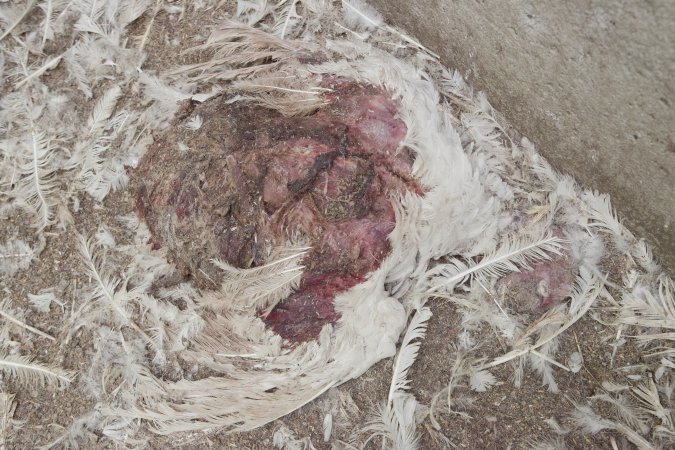 Australian turkey farming