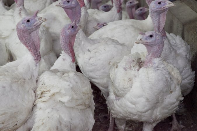 Australian turkey farming