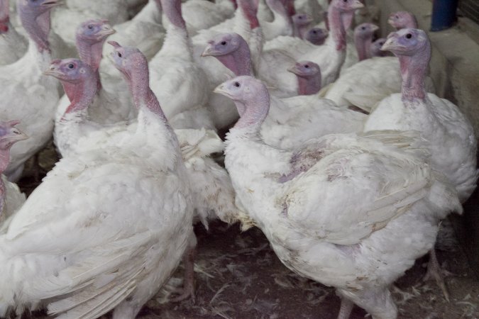 Australian turkey farming