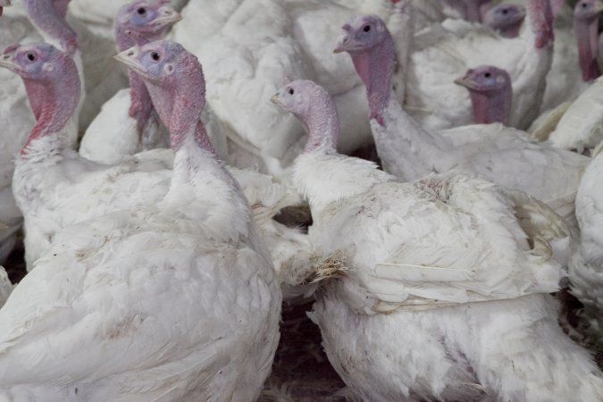Australian turkey farming