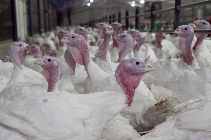 Australian turkey farming