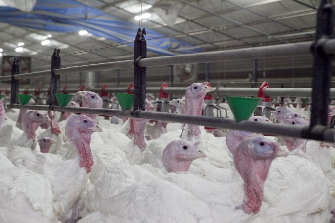 Australian turkey farming
