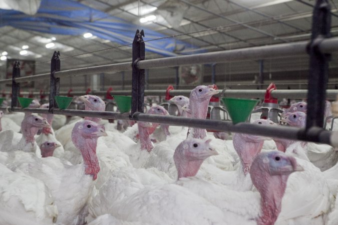 Australian turkey farming
