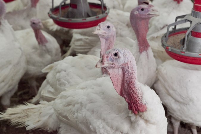 Australian turkey farming