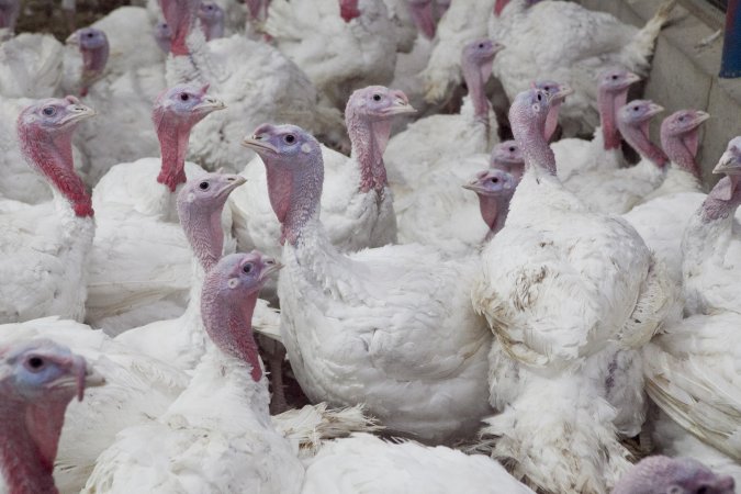Australian turkey farming