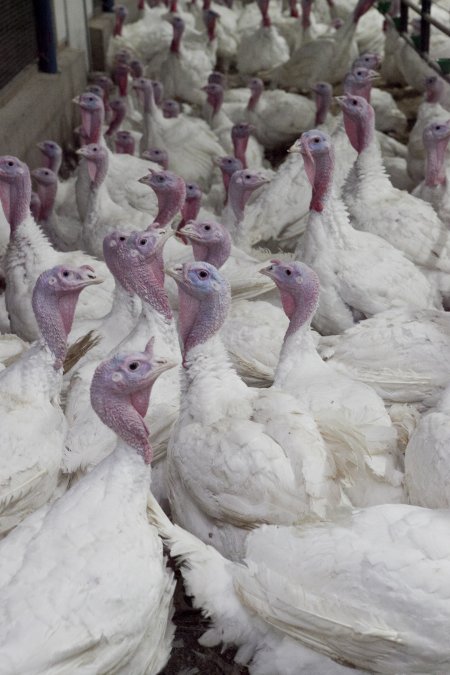 Australian turkey farming