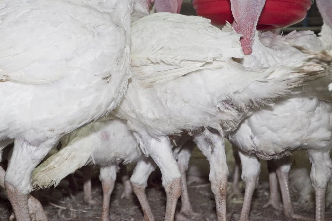 Australian turkey farming