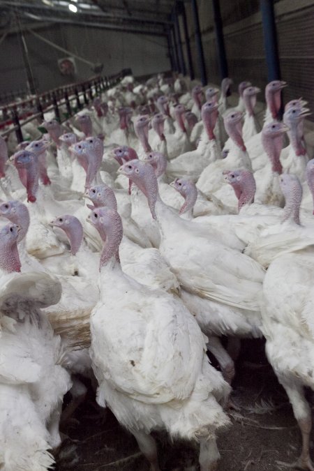 Australian turkey farming