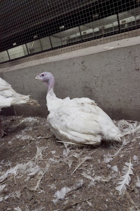 Australian turkey farming