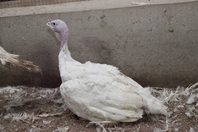 Australian turkey farming