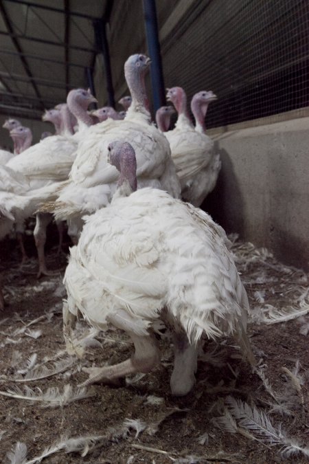 Australian turkey farming