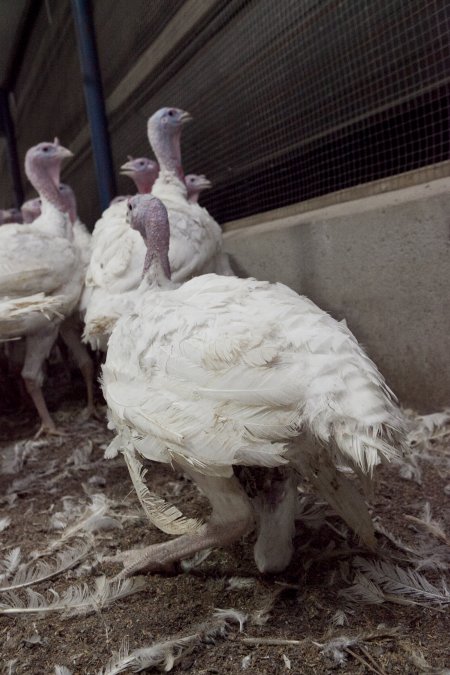 Australian turkey farming