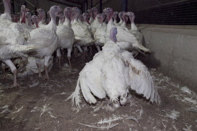 Australian turkey farming