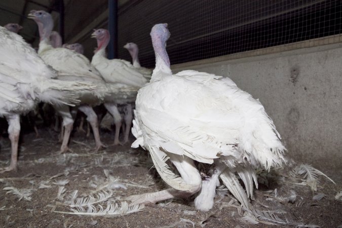 Australian turkey farming