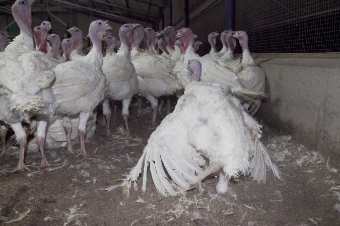 Australian turkey farming