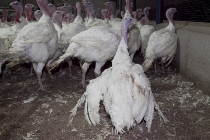 Australian turkey farming