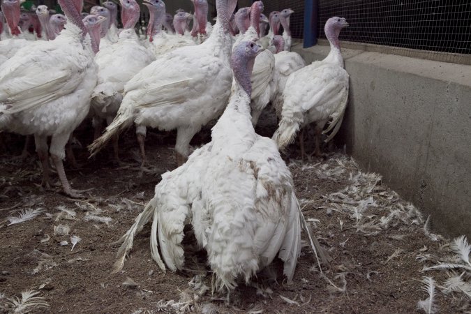 Australian turkey farming