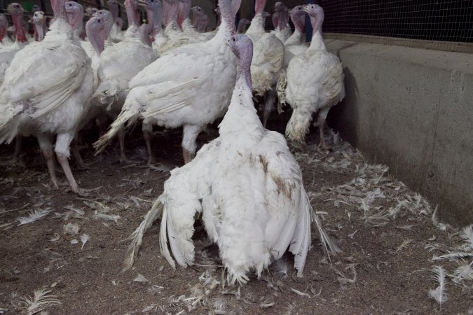 Australian turkey farming