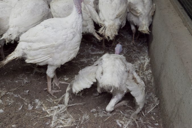 Australian turkey farming