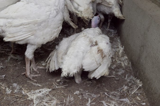 Australian turkey farming