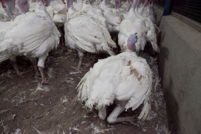 Australian turkey farming