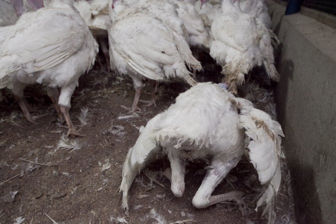 Australian turkey farming