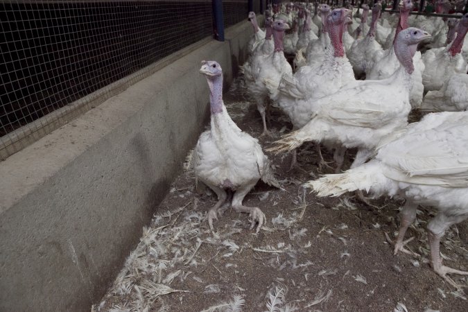 Australian turkey farming