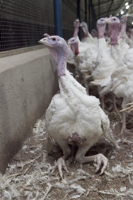 Australian turkey farming