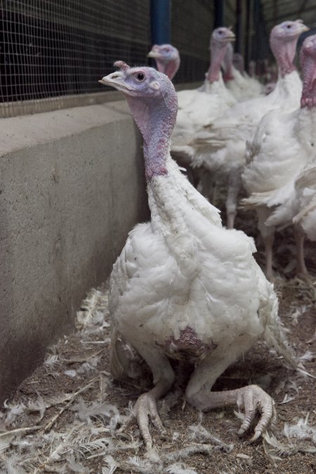 Australian turkey farming