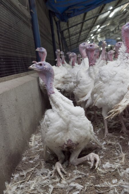 Australian turkey farming