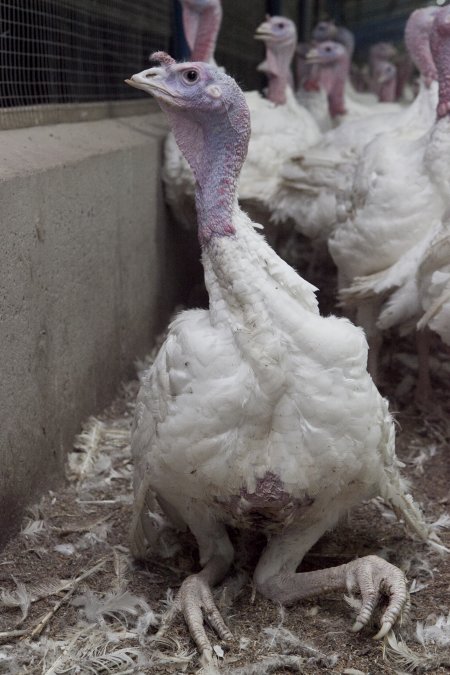 Australian turkey farming