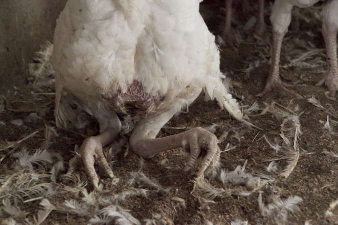 Australian turkey farming