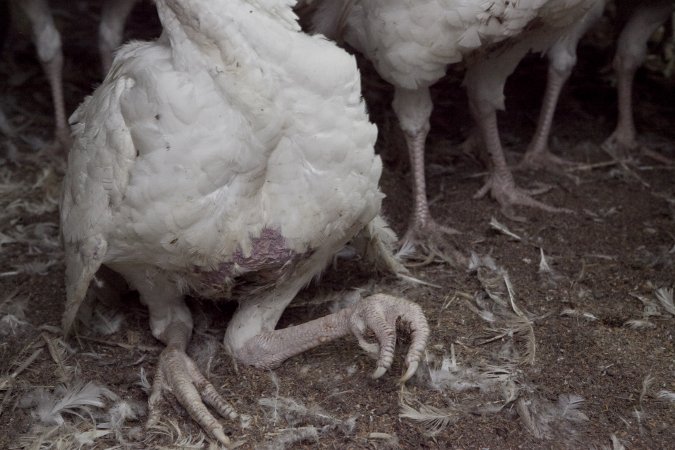 Australian turkey farming